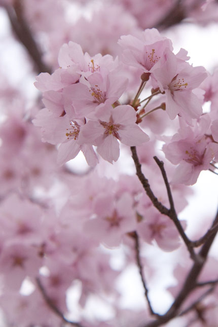 高遠小彼岸桜