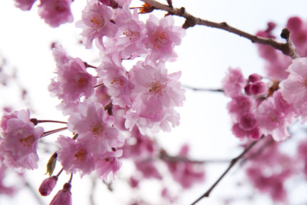 八重紅枝垂れ桜