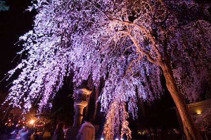 忠霊塔前の枝垂れ桜ライトアップ