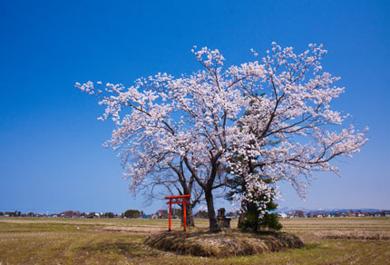 上越市飯の田の中にある桜