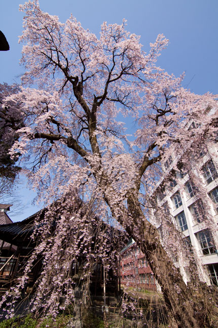 大きい枝垂れ桜