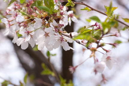 桜も散り始め