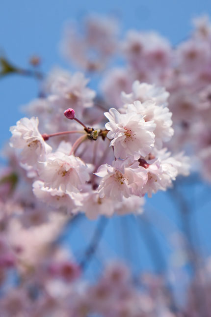 紅八重枝垂れ桜