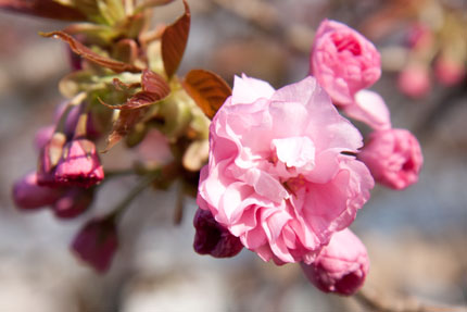 日暮桜