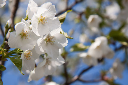 兼六園冬咲桜