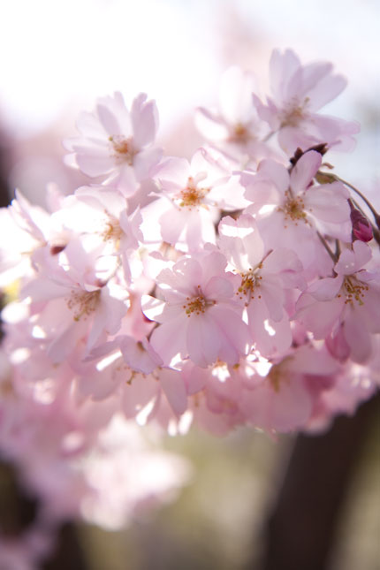 思い川桜