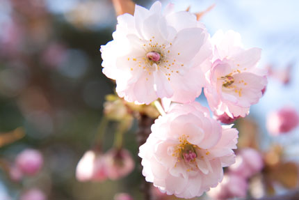 大村桜