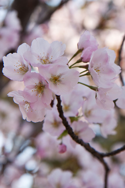 笹部桜