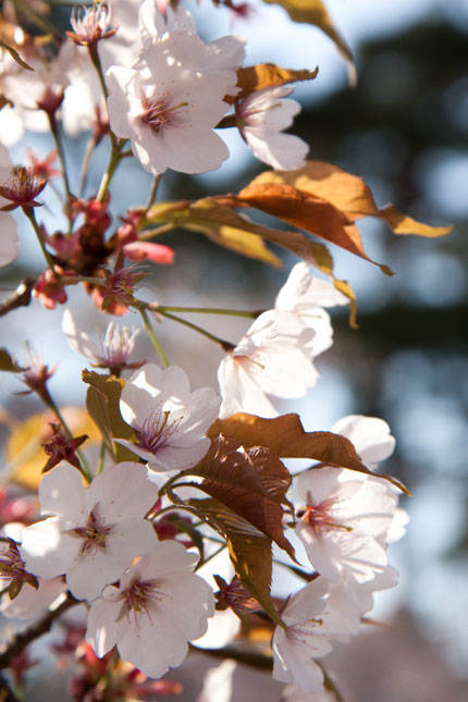 白山桜