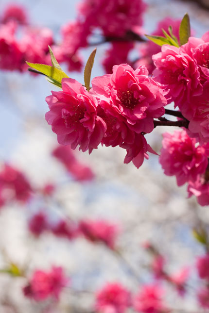 赤い桃の花