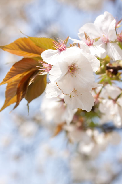 大島桜