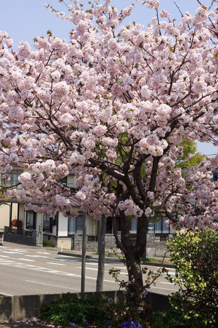 八重桜