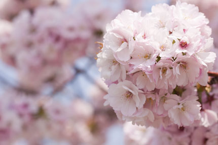 たくさんの花、花びら、淡いピンク