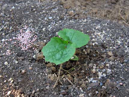 ゴーヤが芽を出し