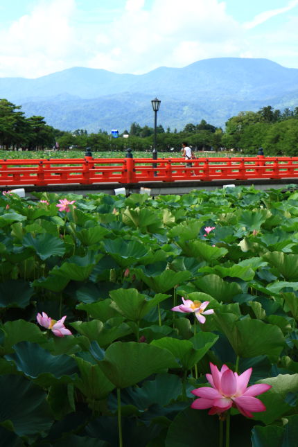 高田公園の蓮