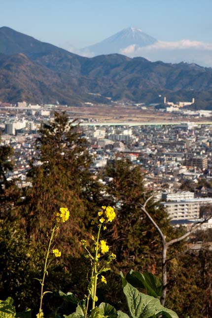 菜の花が咲きその先に富士山