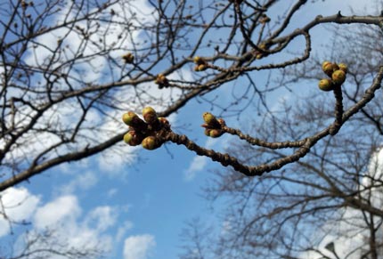 サクラの花もまだ蕾