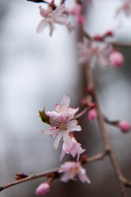 4月11日撮影の十月桜