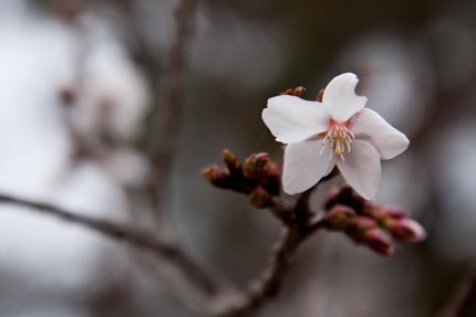 冬桜