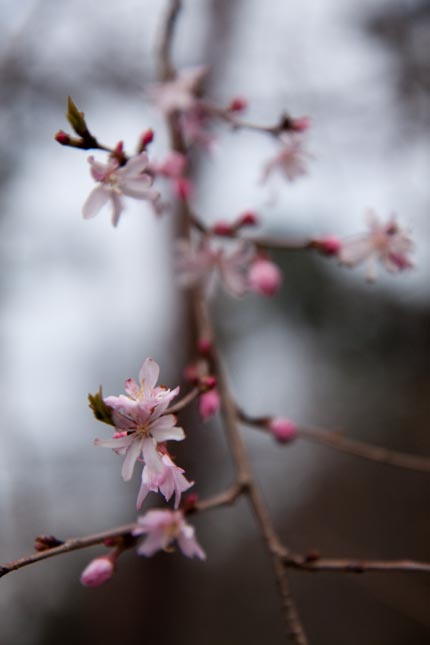 十月桜