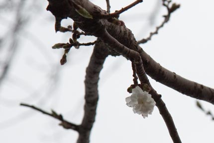 八重桜