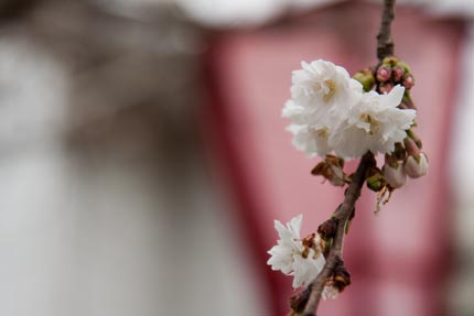 桜