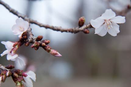 4月13日撮影の冬桜