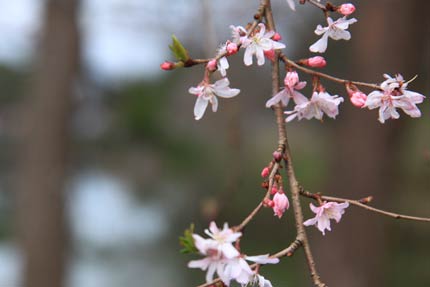 4月13日撮影の十月桜