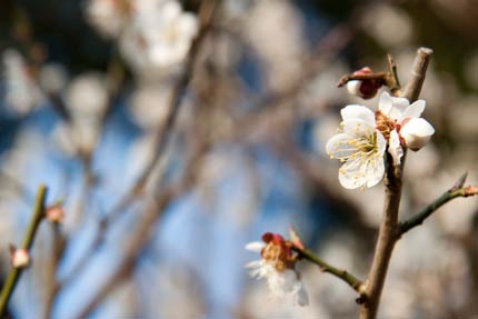 梅の花