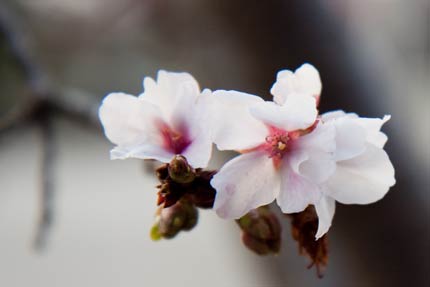 4月17日撮影の冬桜