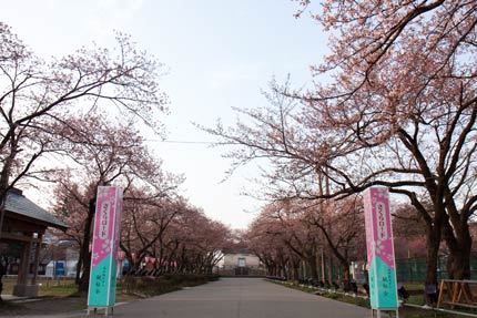 高田公園内のさくらロード