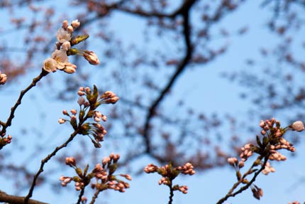 開花宣言木の花が咲いている