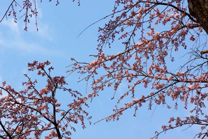 枝垂れ桜も上の所は花が開いていました