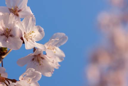 小彼岸桜