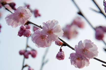 4月17日撮影の八重紅彼岸桜