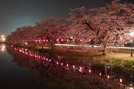 忠霊塔前の枝垂れ桜