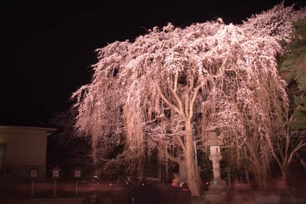 忠霊塔前の枝垂れ桜