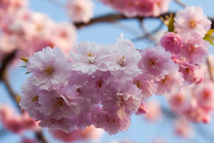 紅八重枝垂れ桜