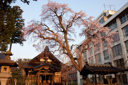 朝焼けに染まる日朝寺さんの枝垂れ桜