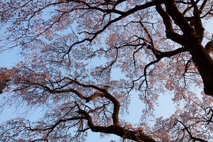 今一歩の枝垂れ桜