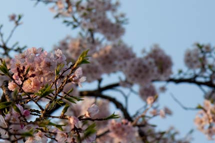 枝垂れ桜