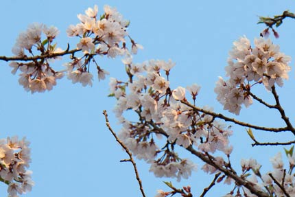 四季桜