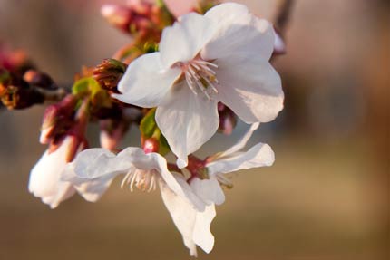 冬桜