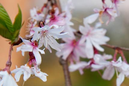 十月桜