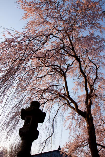 忠霊塔前の枝垂れ桜