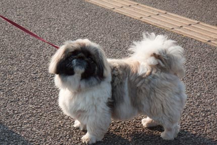 お散歩犬さん