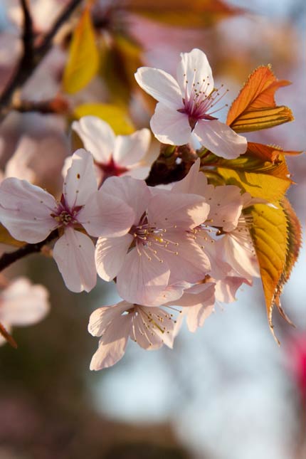 オオヤマ桜