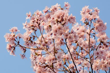 高遠小彼岸桜