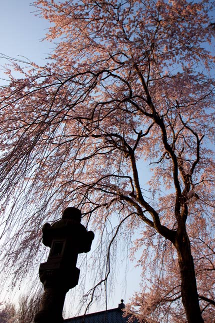 忠霊塔前の枝垂れ桜