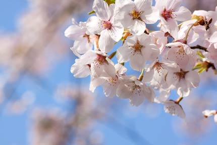 強い姿の染井吉野